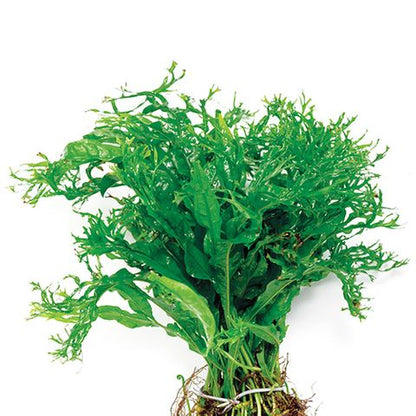 Micro Crested (Windelov) (5cm pot)