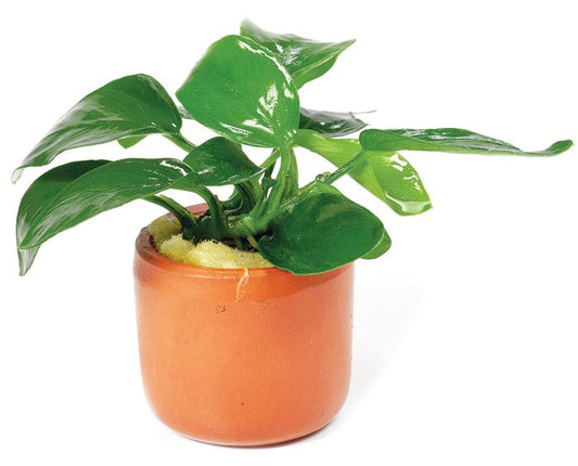 Anubias Nana (Single plant) - Terracotta 3cm Pot