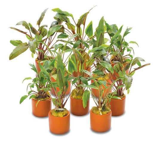 Assorted Crypt (Single plant) - Terracotta 3cm Pot