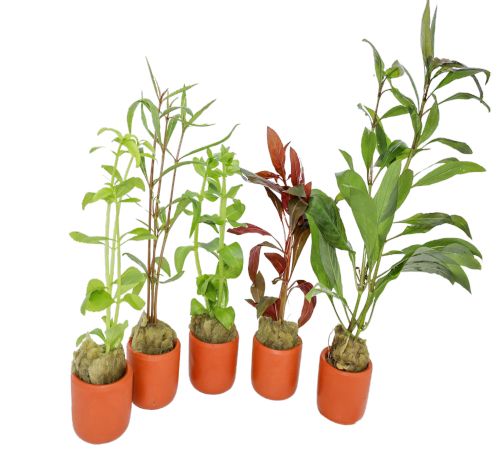 Stem Plant (Single plant) - Terracotta 3cm Pot