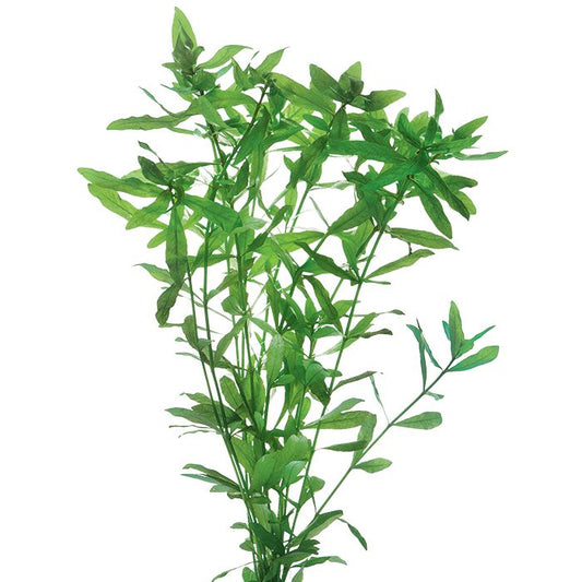 Hygrophila