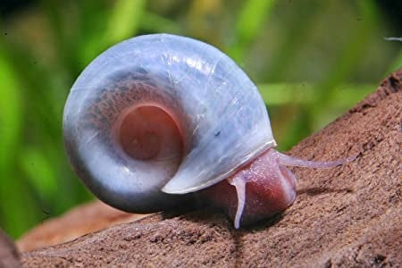 Ramshorn Snail (Blue)