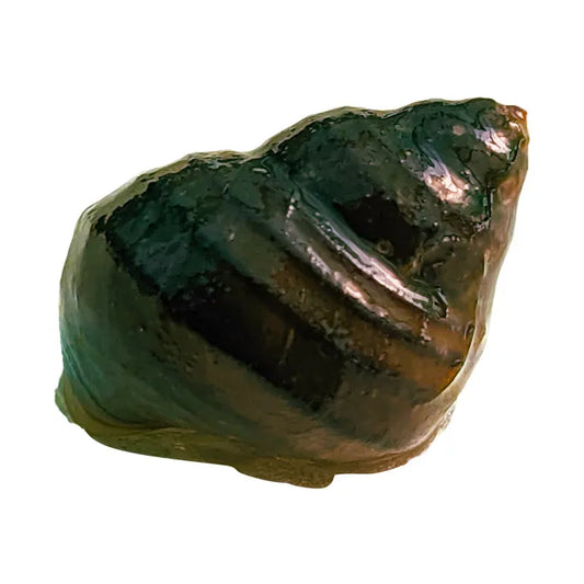 Singapore Spiral Snail