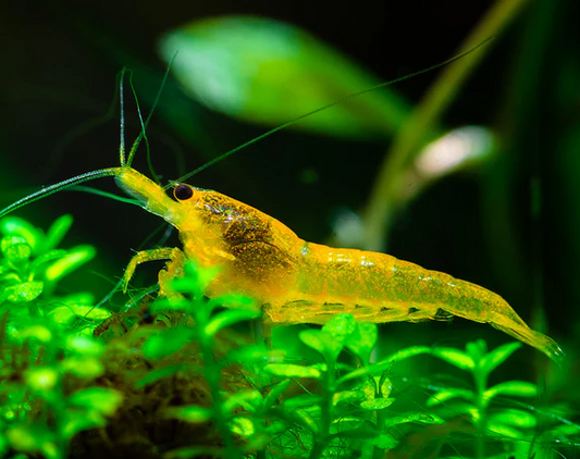 Cherry Shrimp (Yellow)